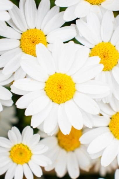 クリスマス・イブ：キリスト教会暦で24日の夜はクリスマス当日の夜