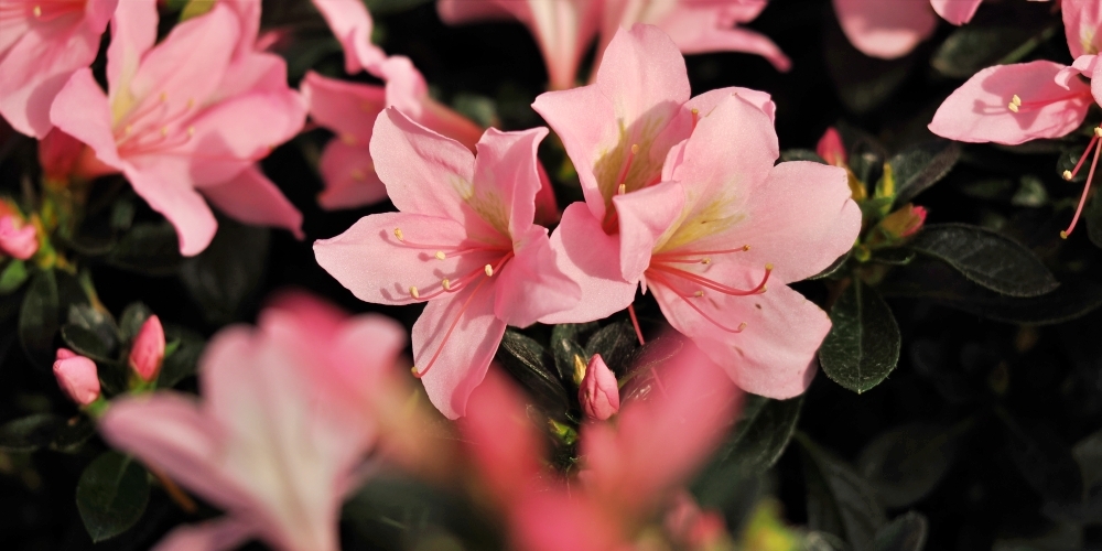 テレホンカードの日：懐かしのテレカ、公衆電話の誕生を記念