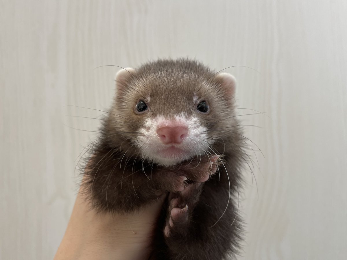 t*y様 ロングフェレット　白、グレー2体 12/6更新】店舗フェレットの紹介♪ | FERRET WORLD