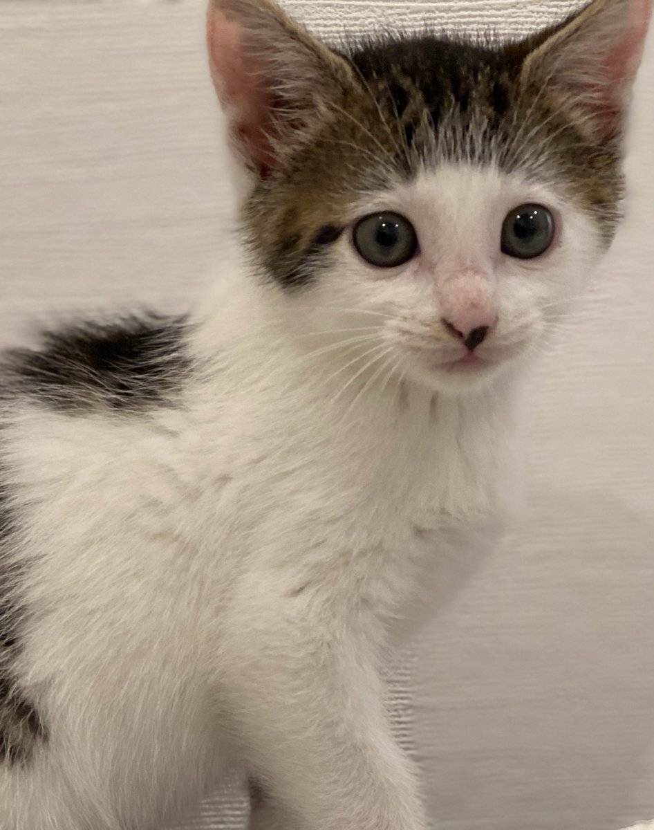 Google Geminiのペットカードジェネレーターでペットそっくりなカード作成にファン歓喜！ 