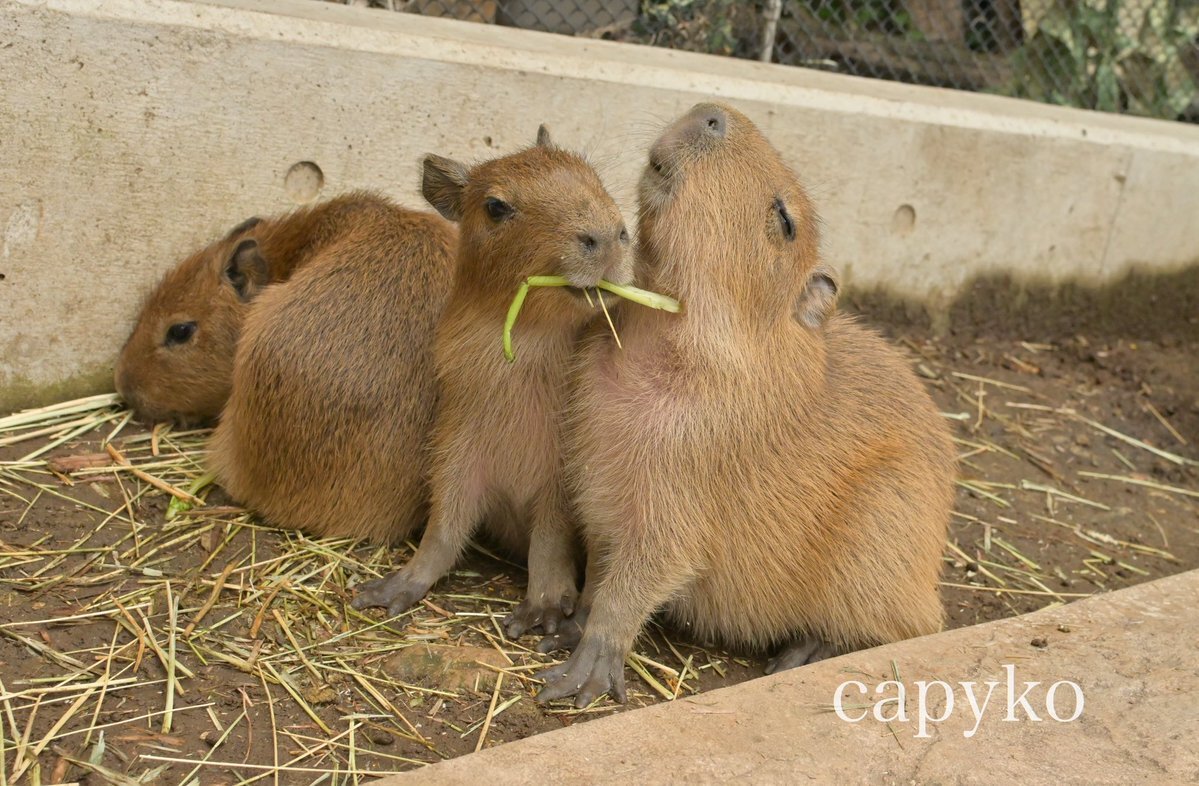 伊豆アニマルキングダム」のYahoo!リアルタイム検索 - X（旧Twitter