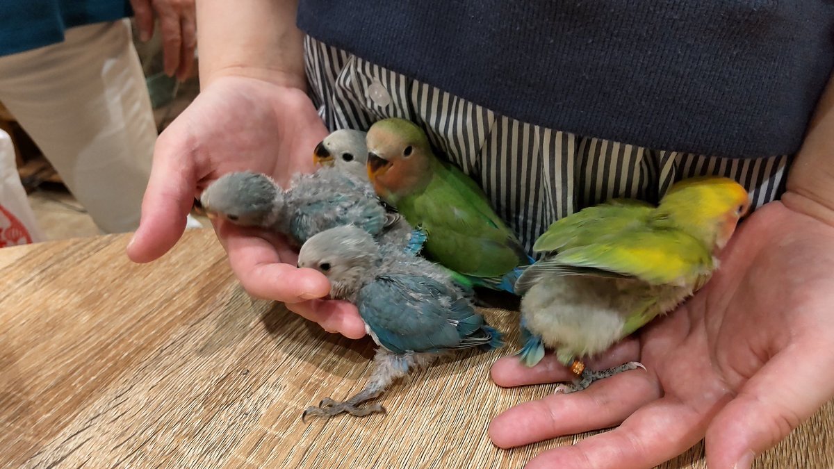 コザクラインコ のtwitter検索結果 Yahoo リアルタイム検索