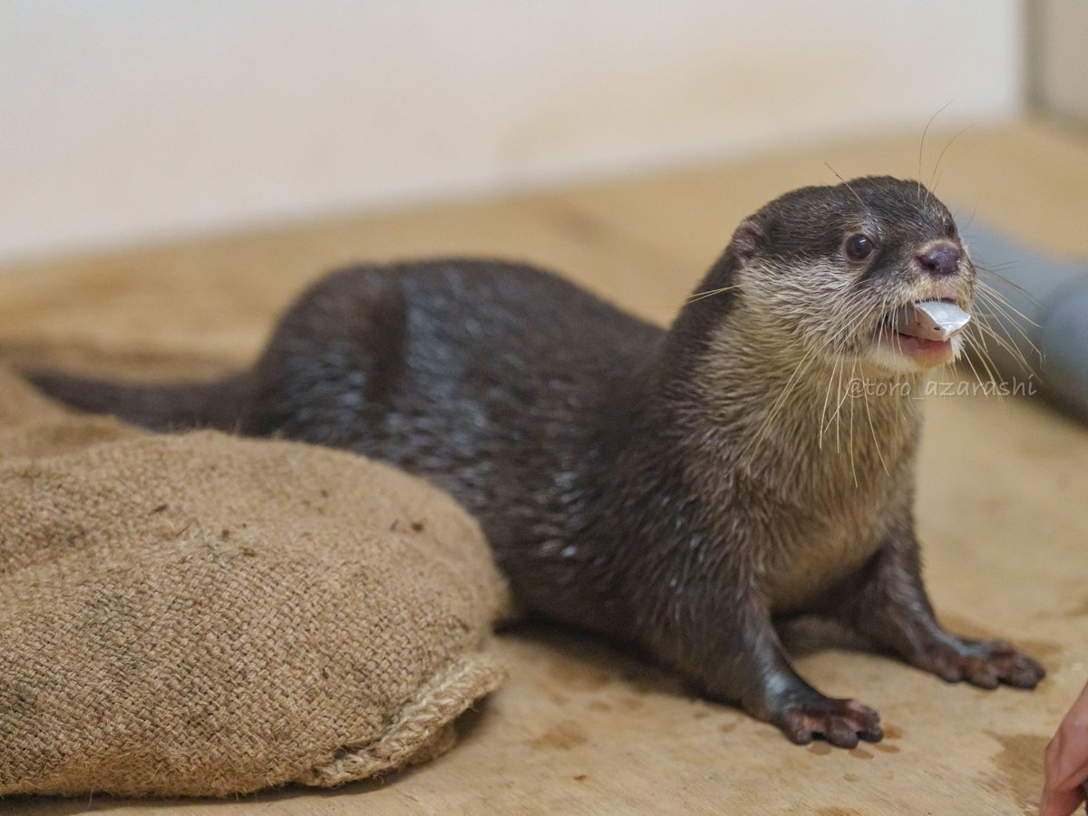 カワウソ」のYahoo!リアルタイム検索 - X（旧Twitter）を