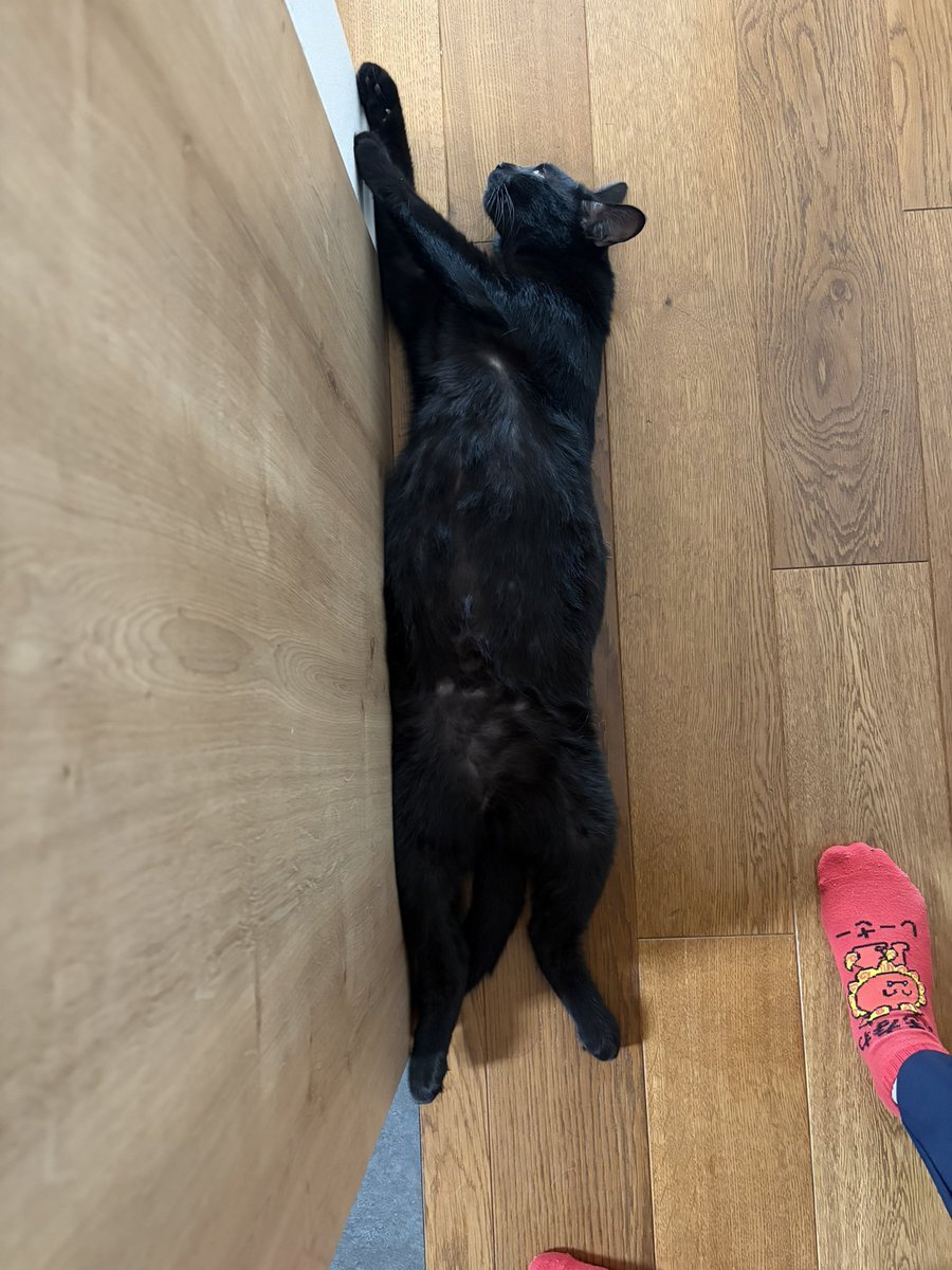 多賀城市で目撃された巨大ネコとは？