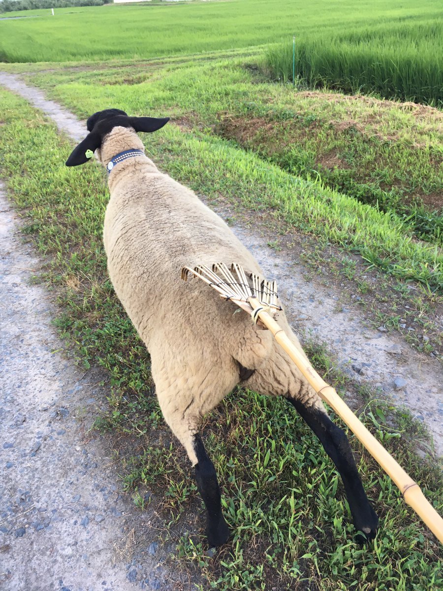Sheep のtwitter検索結果 Yahoo リアルタイム検索