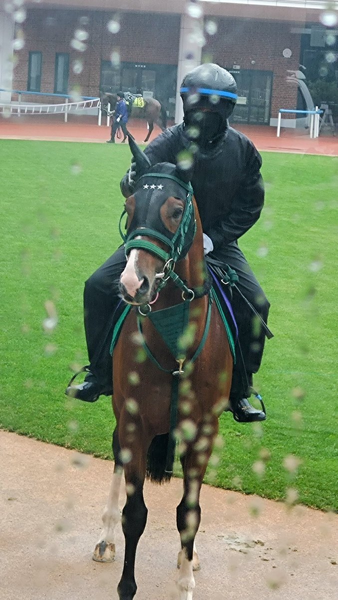 アルナシーム、有馬記念を回避！ファンは一体どう思う？