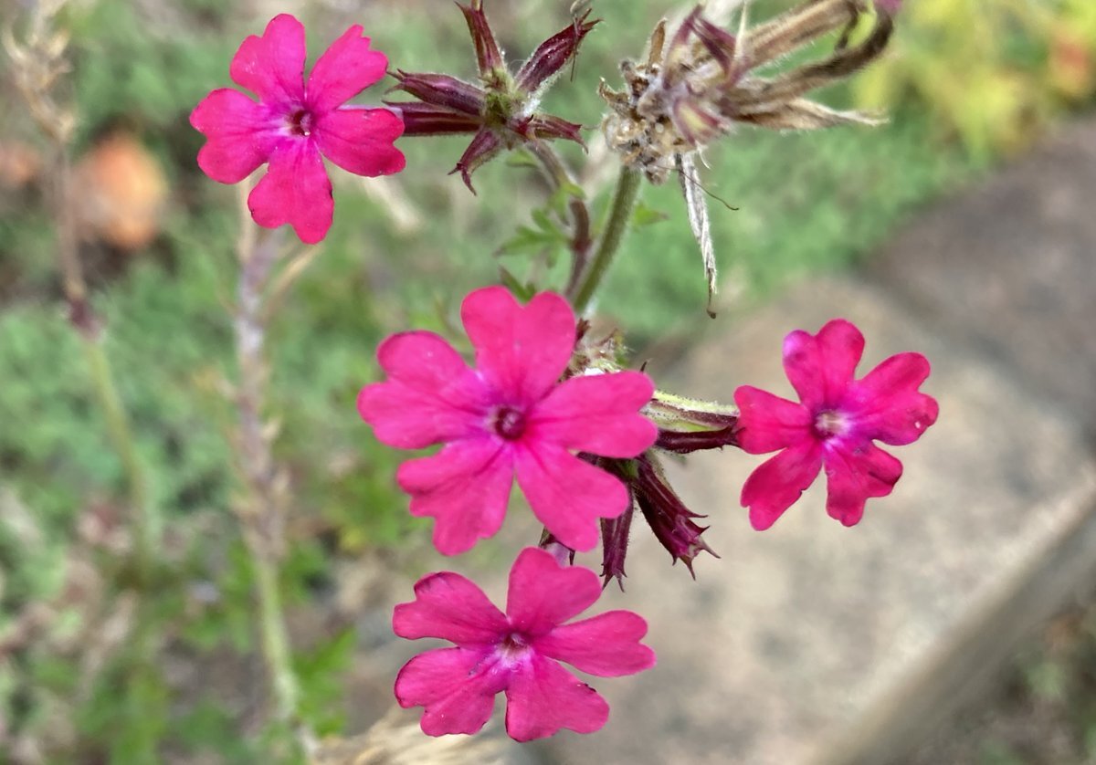プレミアムフライデー到来！SNSで祝う人々の笑顔