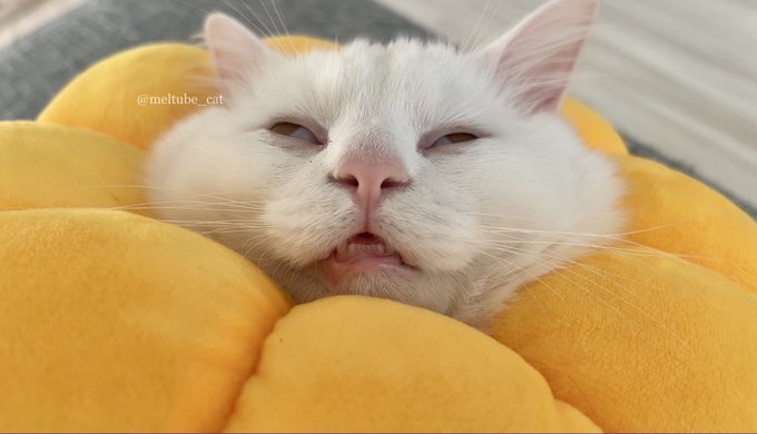 高市総理、予算委で今井議員の質問に