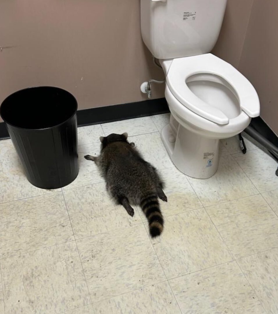 泥酔アライグマ、ホテルで暴れ騒ぎ！