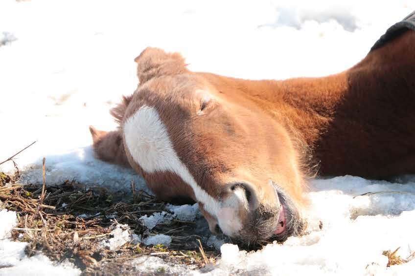 メイショウハリオ、ラストランで4着！ファンは感動と興奮