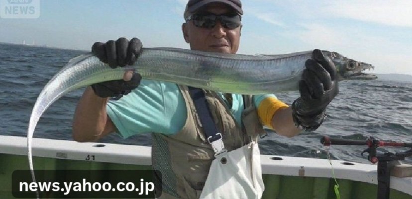 東京湾でタチウオが大量に釣れている！ 