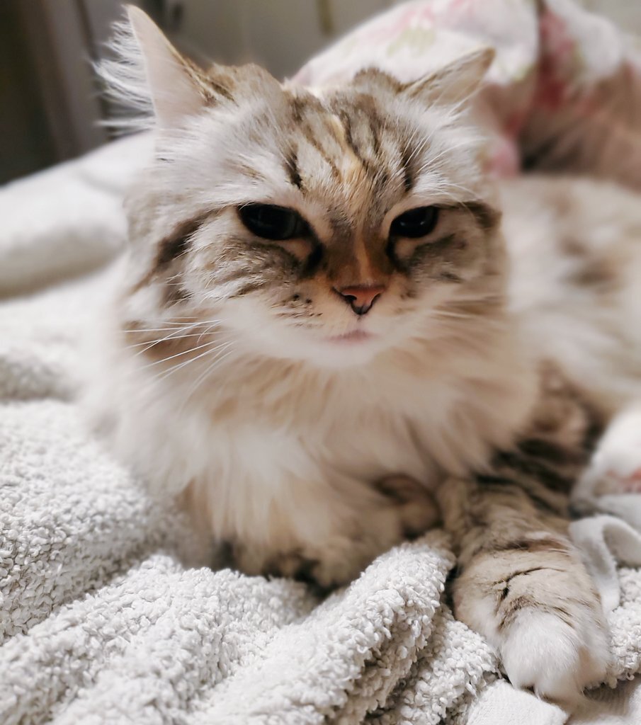 みんな、どんな夢見てる？