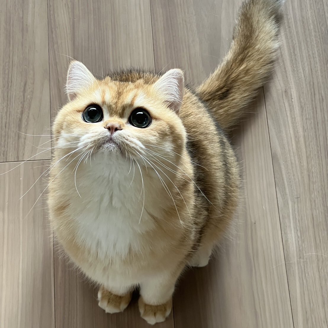 ねこ⭐︎° これは金運アップしそうなヤツ！『招き猫(40813)』正月に