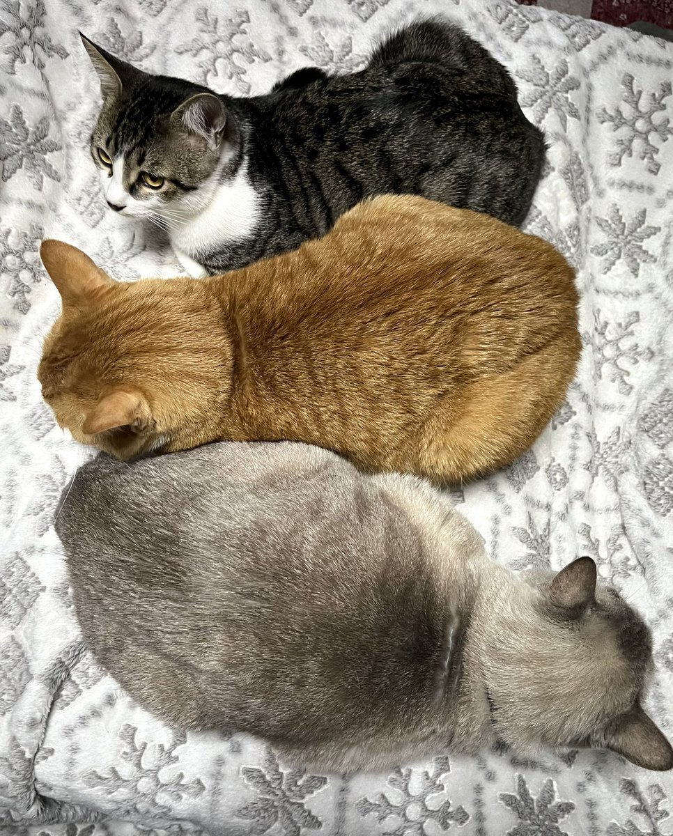 蘭丸」のYahoo!リアルタイム検索 - X（旧Twitter）をリアルタイム検索