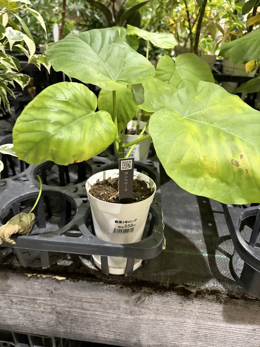 ウンベラータ」のYahoo!リアルタイム検索 - X（旧Twitter）を