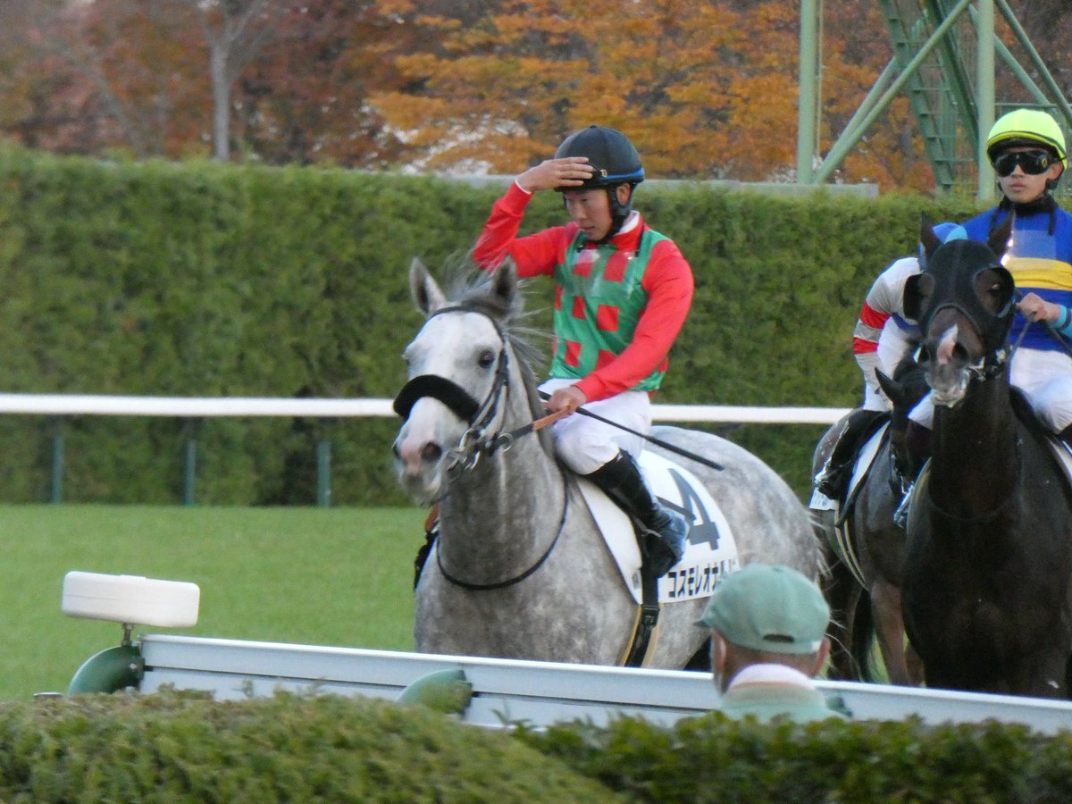 コスモレオナルド、2着！今後の活躍は？