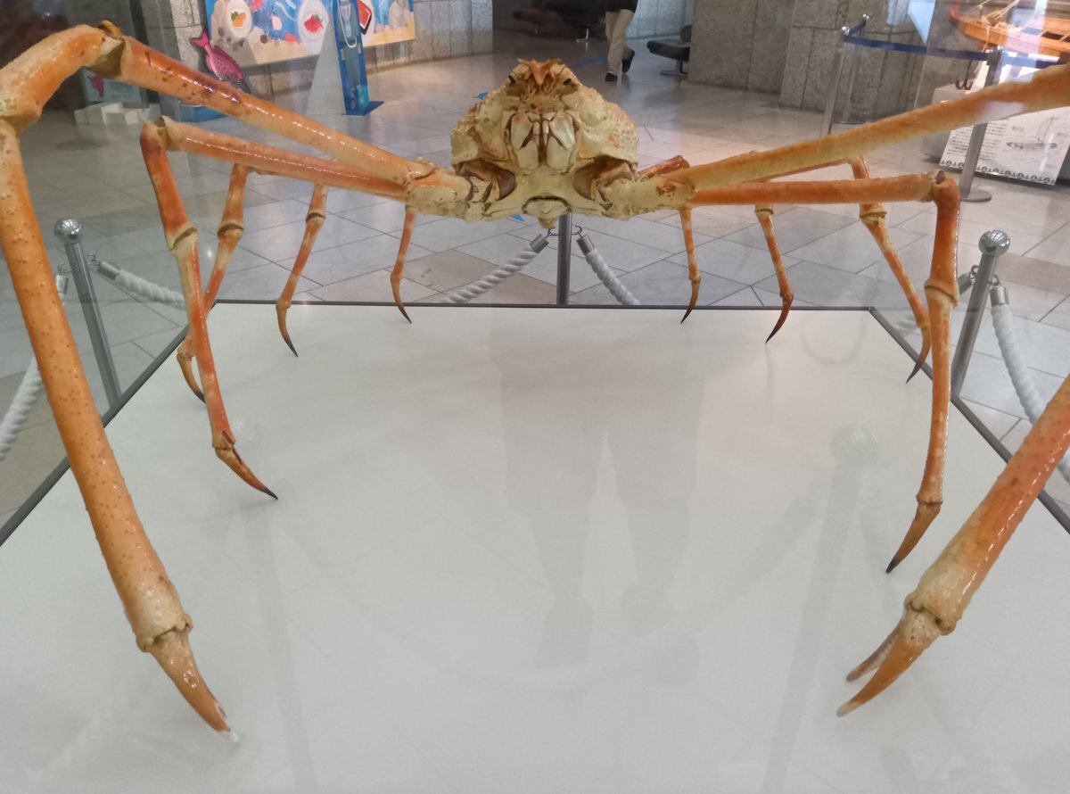 タカアシガニ様確認ページ タカアシガニ」のYahoo!リアルタイム検索 - X（旧Twitter）を