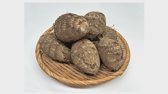 BUDDiiS、めざましじゃんけんに参戦！