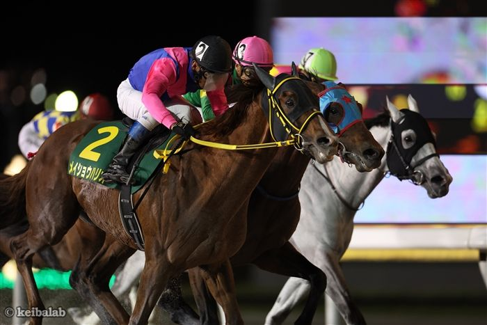 メイショウハリオ、引退後は種牡馬として活躍へ