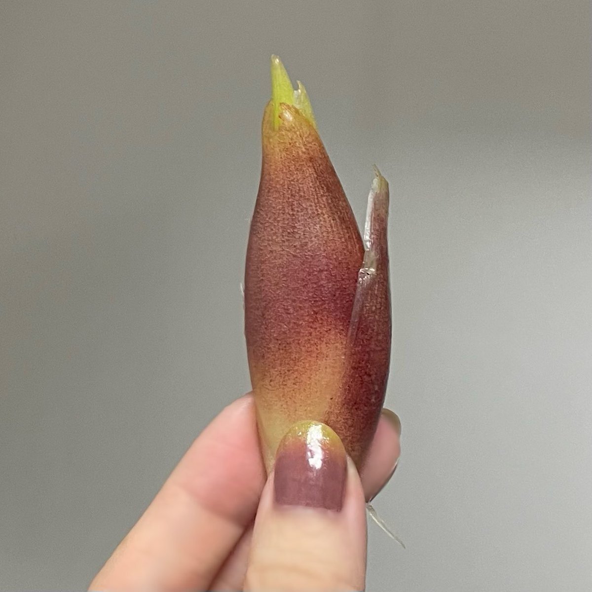 やふーです！ 4582639431449_01.jpg