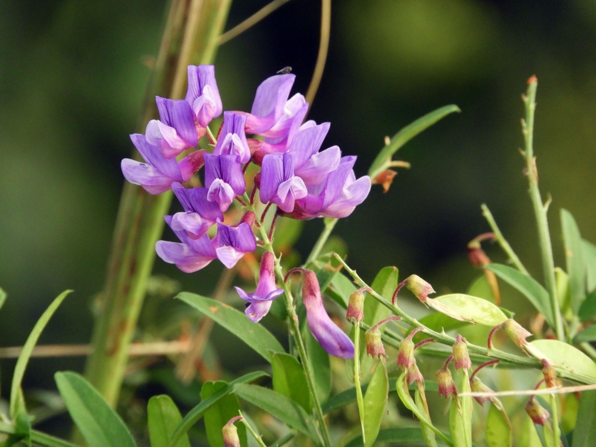 確認♡画像4枚(＾ω＾) 楽天市場】【ウォッチ】GUCCI グッチ アイグッチ i-グッチ i