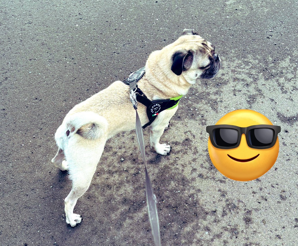 pug」のYahoo!リアルタイム検索 - X（旧Twitter）をリアルタイム検索
