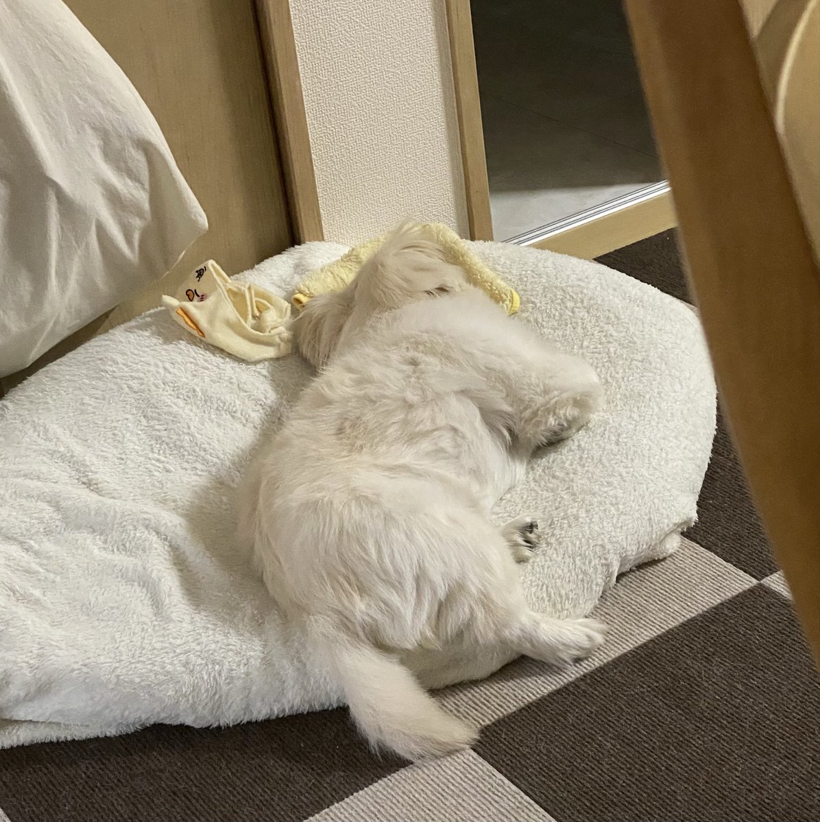 ウメちゃんのコメントに注目！