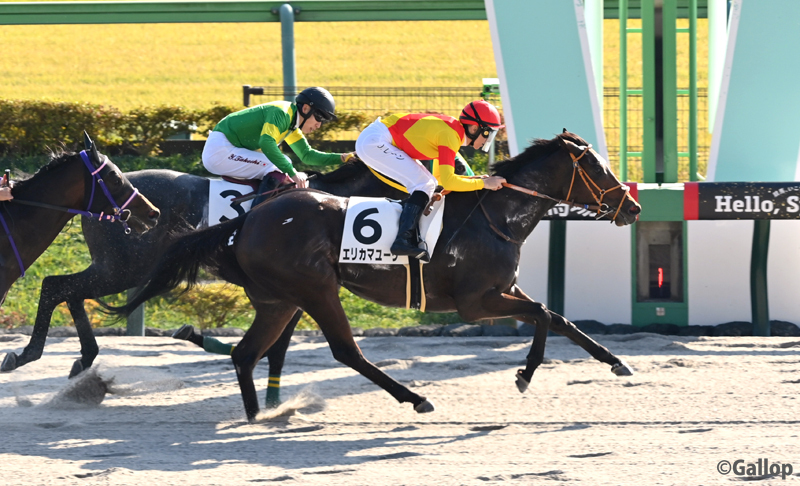 エリカマユーリ、東京競馬場で圧巻の勝利！