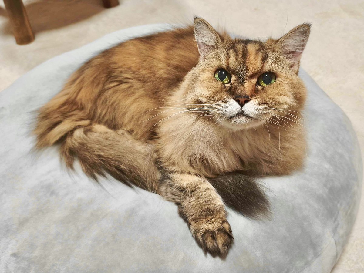 悲しいお知らせがSNSで拡散　ファンら悲しむ