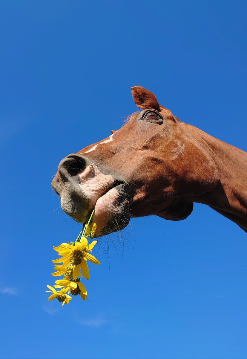 トウカイポイント、マイルCS制覇の活躍を記憶に　ファンから惜しむ声