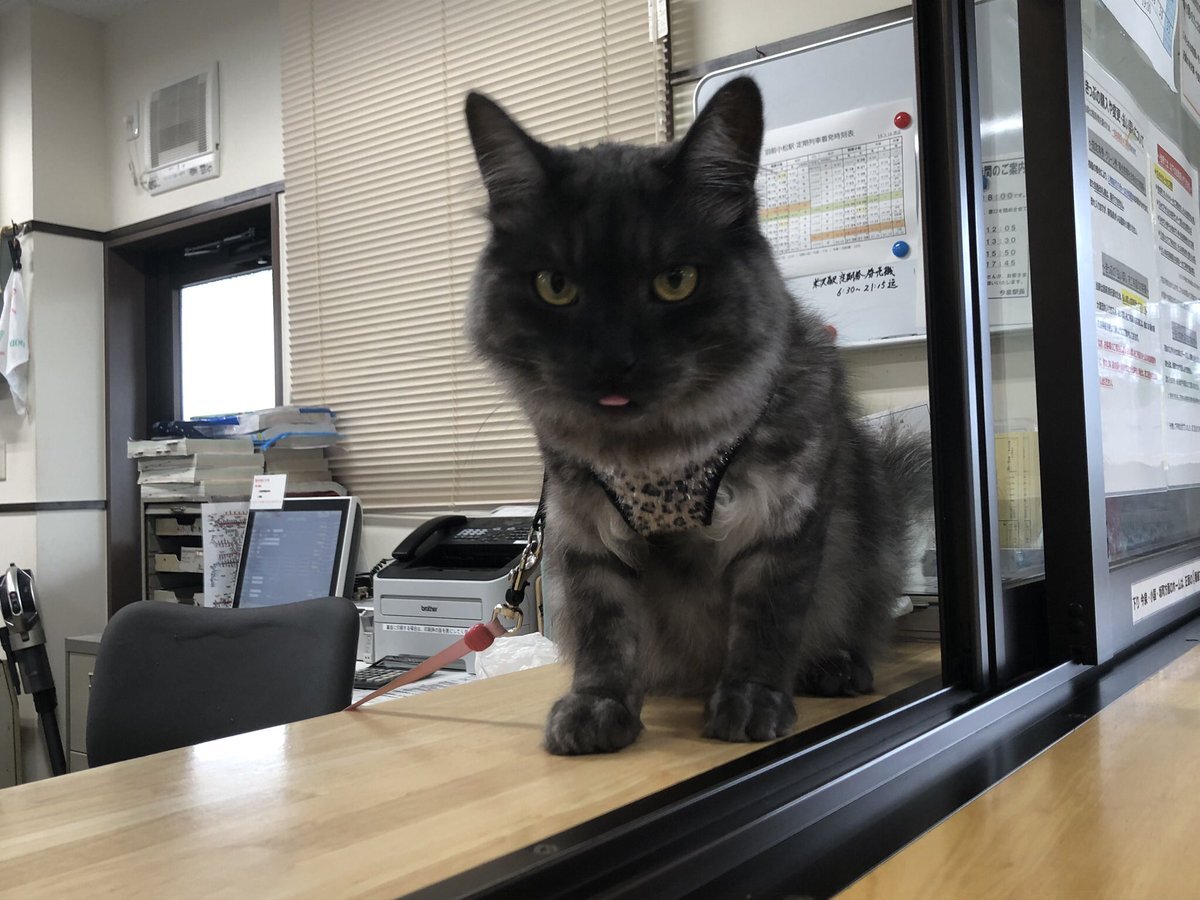 猫駅長 のtwitter検索結果 Yahoo リアルタイム検索
