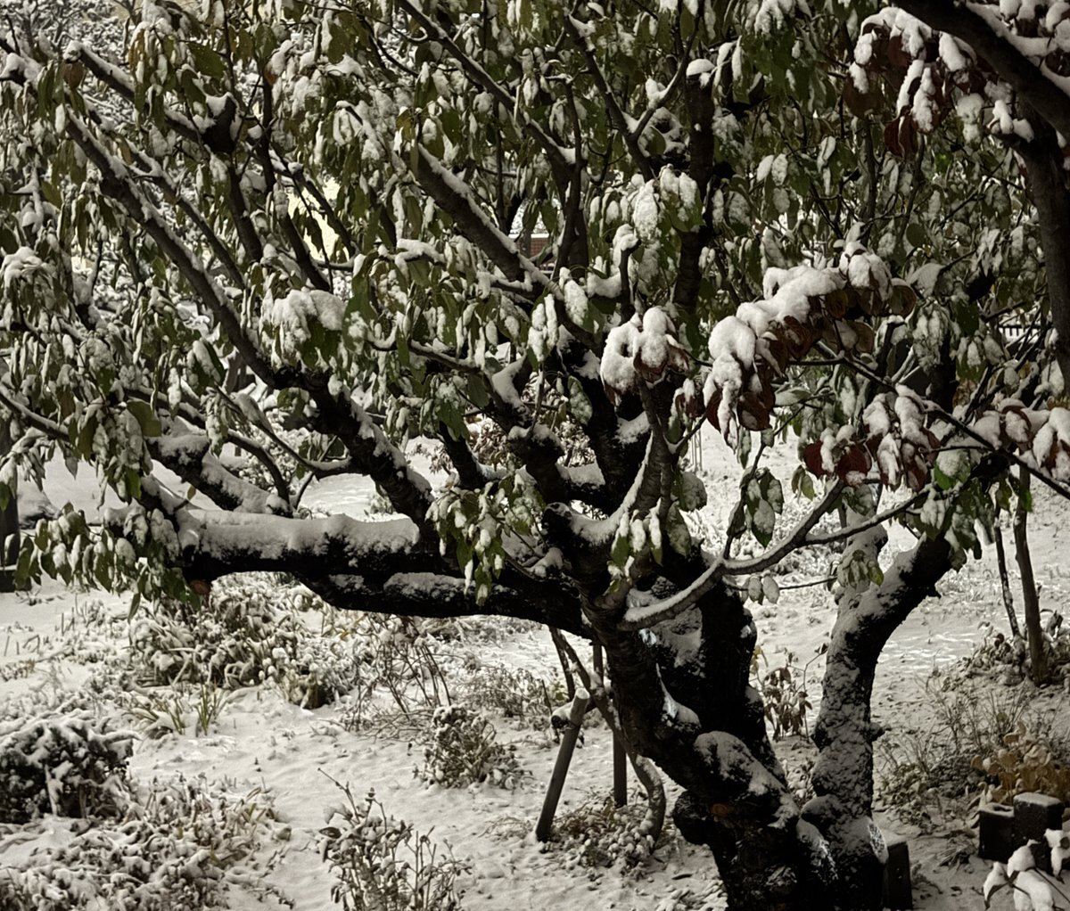 雪が降った！SNSではどんな反応が？