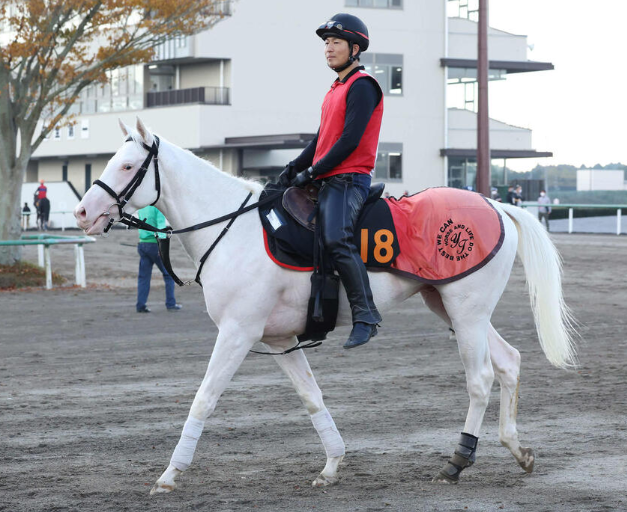 白毛馬アオラキ、福島競馬で落馬競走中止