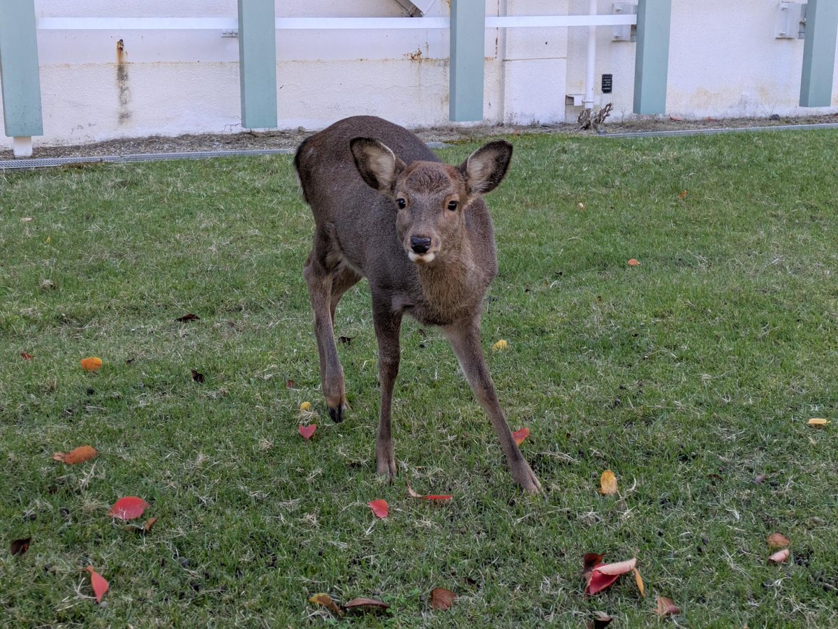 鹿」のYahoo!リアルタイム検索 - X（旧Twitter）をリアルタイム検索