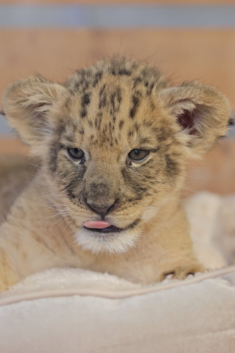 ライオンの赤ちゃん」のYahoo!リアルタイム検索 - X（旧Twitter）を