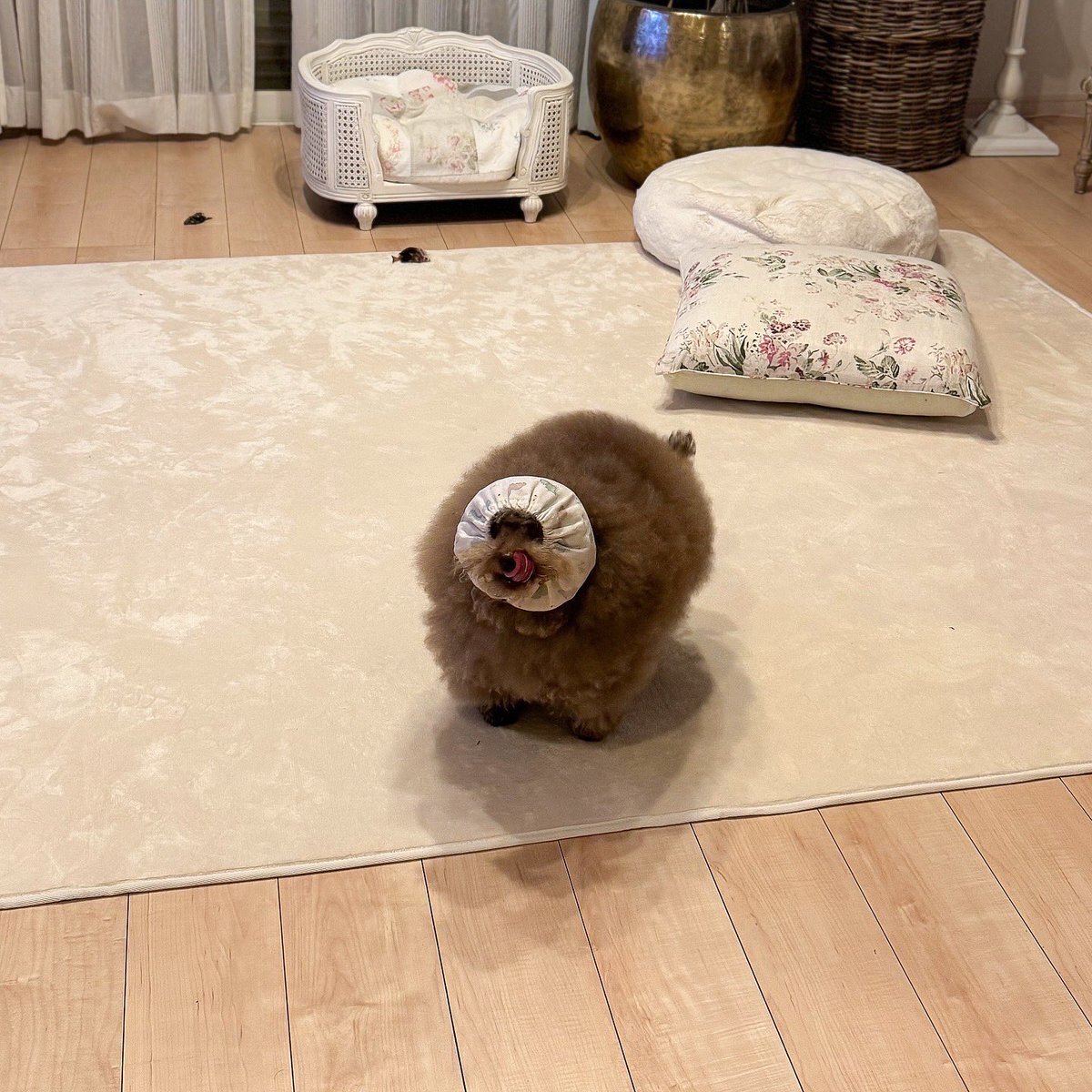 カピバラさん」のYahoo!リアルタイム検索 - X(旧Twitter)を カピバラさん」のYahoo!リアルタイム検索 - X(旧Twitter)を