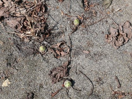 大槻マキ上海フェス歌唱中断、中国政府の圧力懸念の声