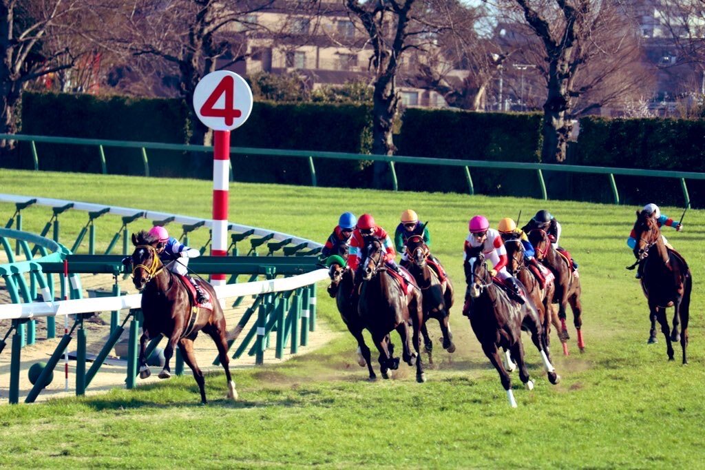 11月15日の中央競馬予想、注目レースは？