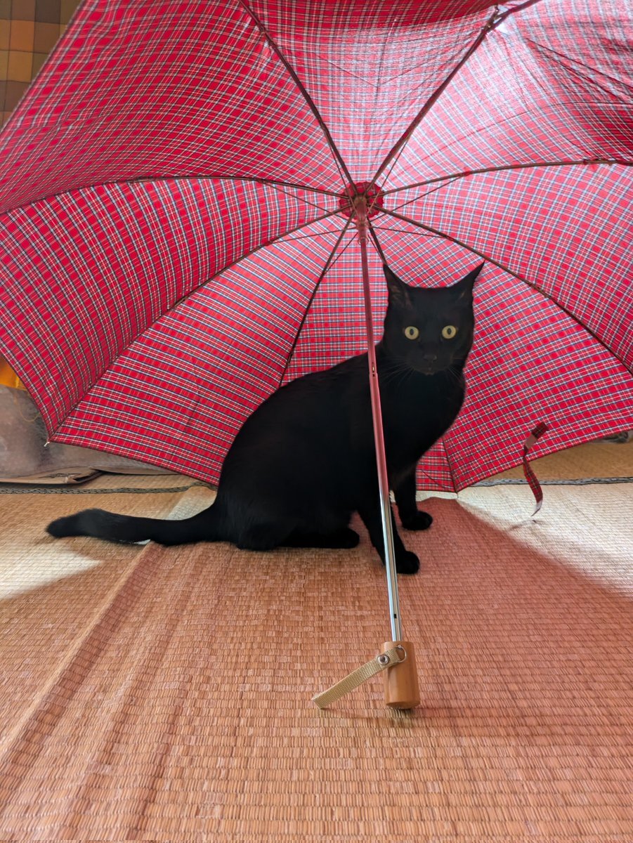 レンフリード 赤城 くろねこ」のYahoo!リアルタイム検索 - X（旧Twitter）をリアルタイム検索