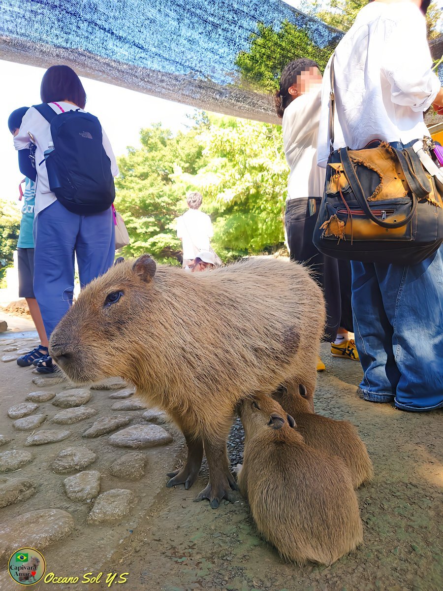 かぴぱら 楽天市場】カピバラのナッツくん PA-815 Happy Zoo ハッピーズー