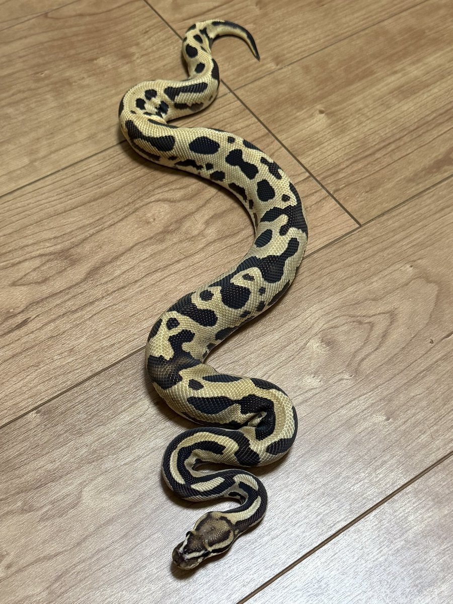 Twitter、再び不具合発生！ユーザー「TL読み込めない」「DM送れない」の声