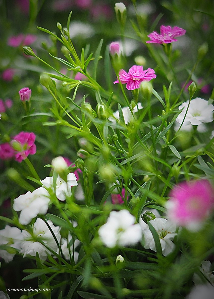 カスミソウ、清らかな心と幸福を告げる誕生花