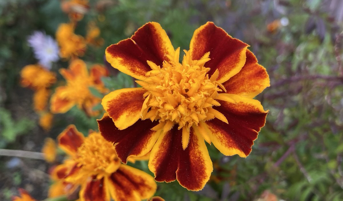 本みりんの日、語呂合わせで話題に！SNSでレシピも共有