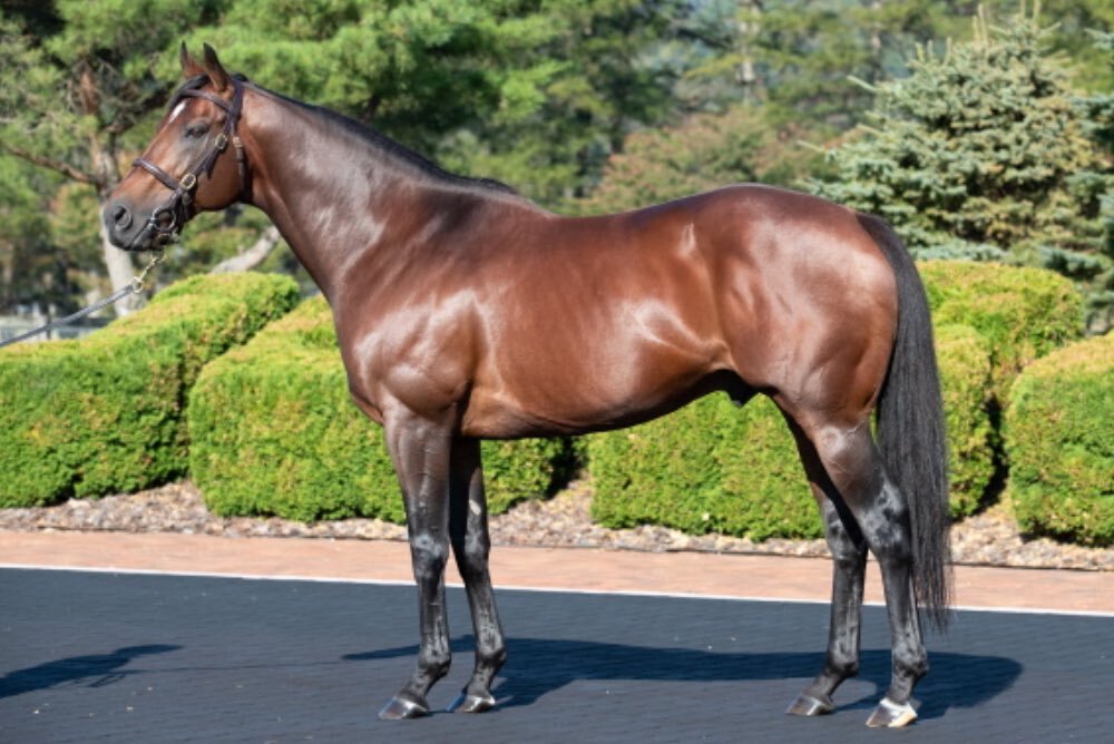 タマモイカロス、オープン初勝利！福島2歳Sを制覇！