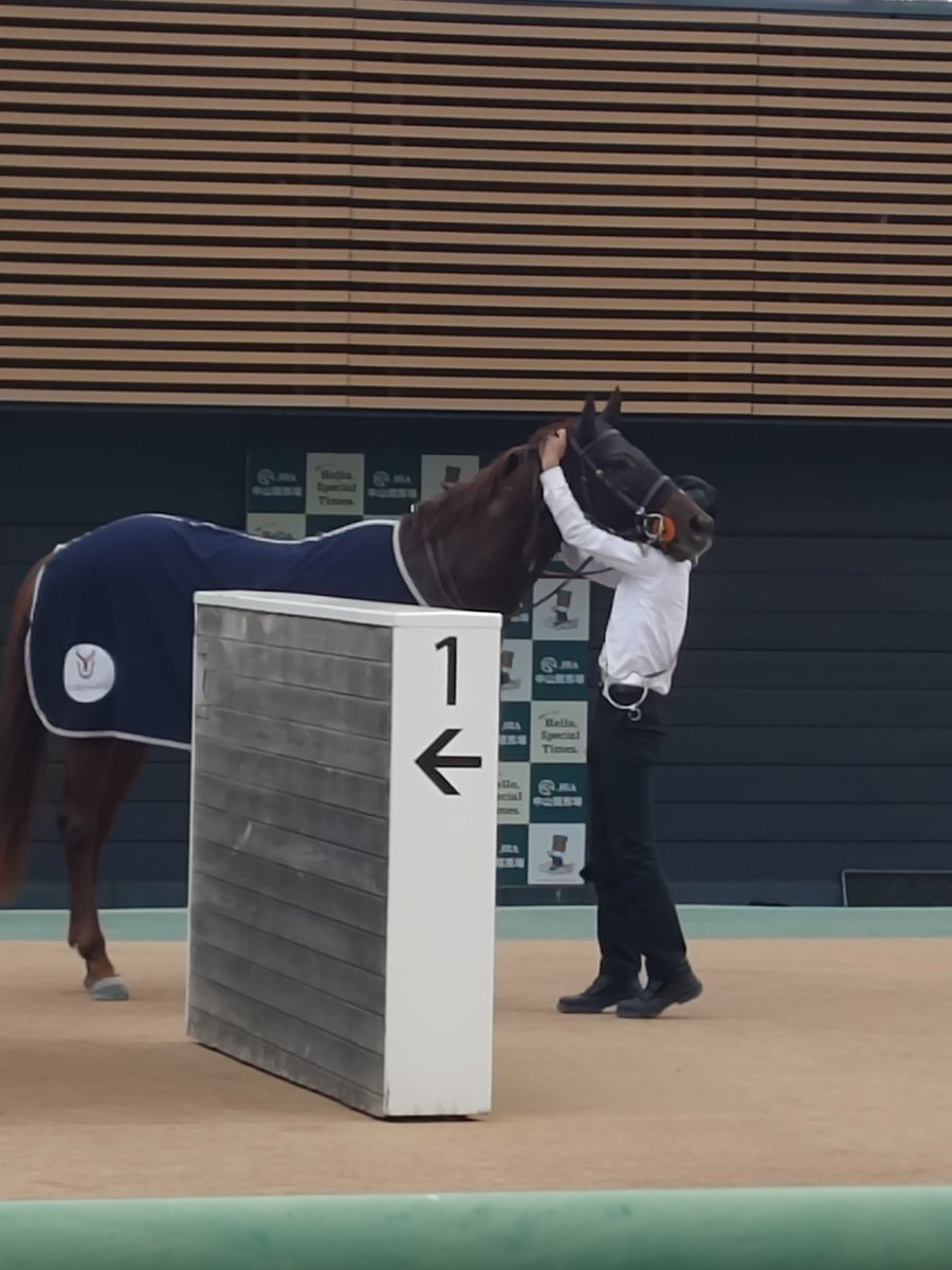 ミライヘノカギ、中山8Rで勝利！戸崎騎手も喜びの声