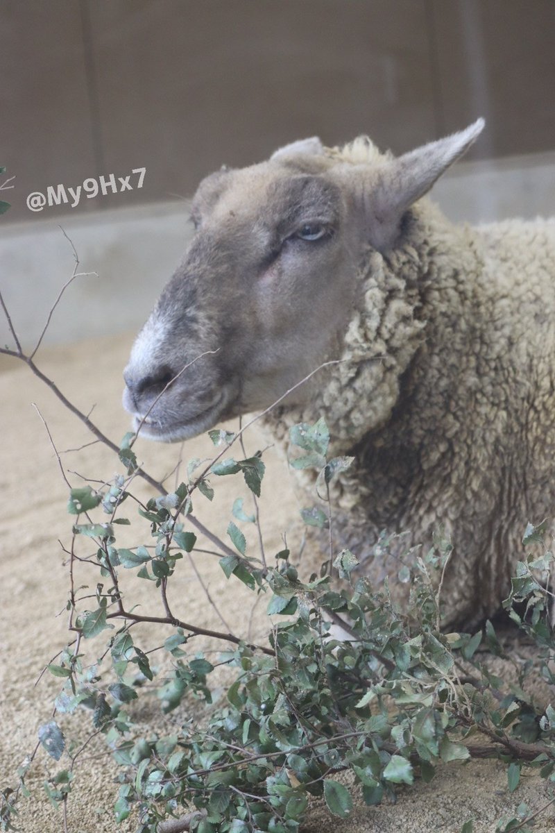 X（旧Twitter）で話題のおもしろ画像や動画 - Yahoo