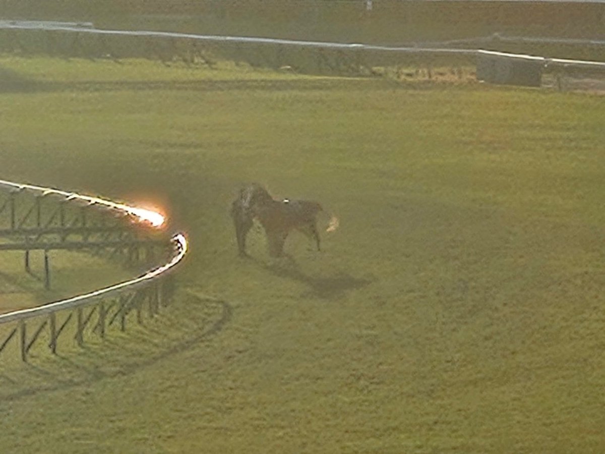 カランダガンがレコードで制す！ジャパンカップは波乱の展開に