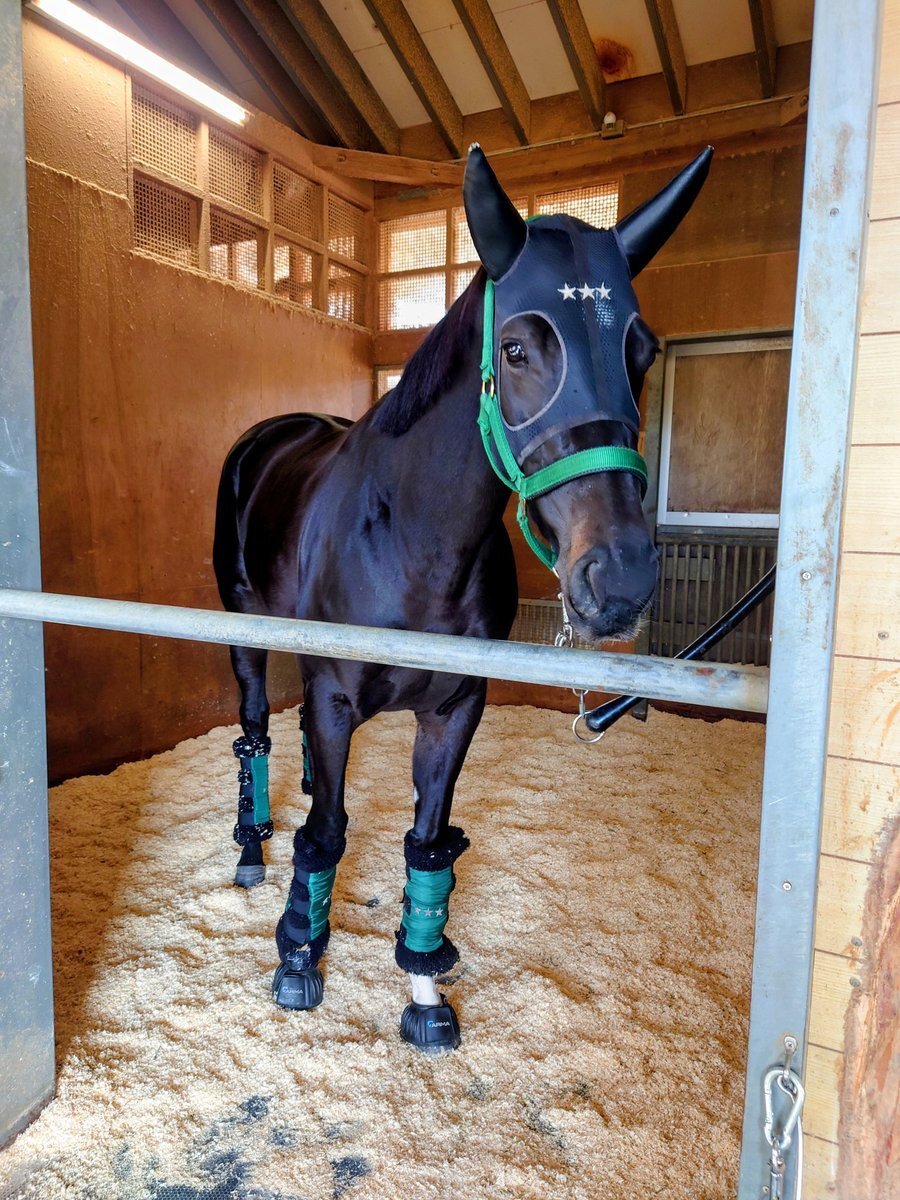 ダノンフェアレディ、花見小路特別で勝利！ファン歓喜 