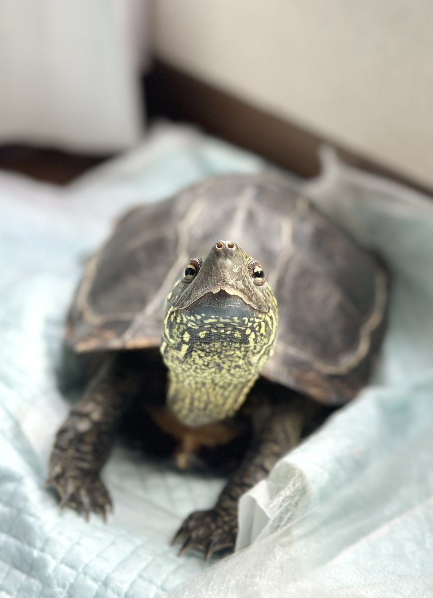 カメ子、南蛮留学？忍たまファン大盛り上がり！