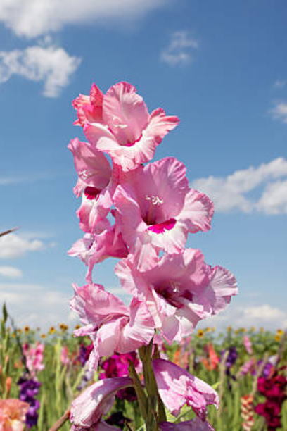 魔法使いの約束6周年！スト6配信は残念、パウンドケーキイラストも